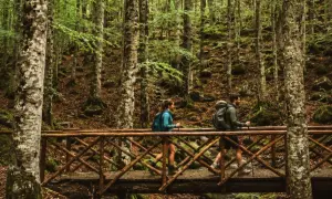 Co zobaczyć na Monte Amiata? Para wędruje po drewnianym moście przez bukowy las, odkrywając piękno natury.