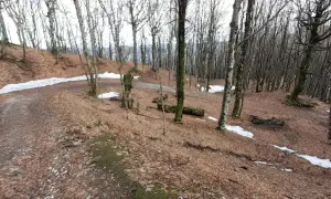 Sentieri nel bosco di faggi spogli, con chiazze di neve e un sasso fratino ricoperto di muschio.