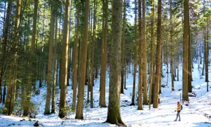 Un escursionista cammina su un sentiero innevato nell'anello dei giganti Vallombrosa, circondato da alti alberi.