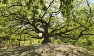 La maestosa quercia delle streghe, con i suoi rami contorti e frondosi, domina un colle erboso. Sembra un antico guardiano, custode di segreti millenari.