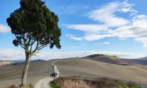 Un cipresso solitario domina un sentiero sterrato che serpeggia tra dolci colline toscane. Un gruppo di escursionisti percorre la via Lauretana, immerso in un paesaggio iconico.
