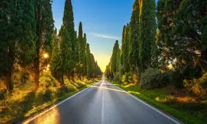 Un suggestivo viale dei cipressi in Toscana, con il sole che filtra tra gli alberi creando un'atmosfera magica.