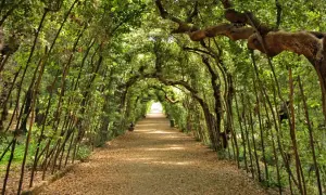 Viale alberato nel giardino di Boboli, con alberi che formano un arco naturale sopra il sentiero coperto di foglie.