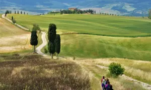 Sentiero tra colline verdi e campi dorati, con cipressi iconici che conducono a un casale. Un gruppo di escursionisti esplora i borghi vicino Montalcino.