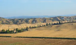 Campi dorati in Toscana, con filari di cipressi che sembrano biancane di leonina, e dolci colline sullo sfondo.
