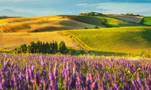 Campi lavanda in fiore sotto un cielo azzurro con nuvole leggere. Dolci colline ondulate con campi dorati e verdi creano uno scenario mozzafiato.