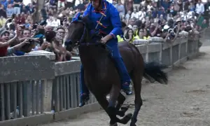 Cavallo e fantino in gara, un momento emozionante di come si celebra il Palio di Siena tra la folla festante.