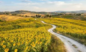 Un serpeggiante sentiero bianco attraversa un vasto campo di girasoli in fiore, con dolci colline toscane e un borgo sullo sfondo.