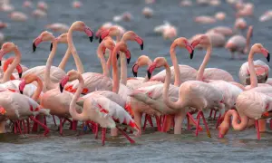 Un gruppo di fenicotteri rosa si muove nell'acqua, creando un'immagine suggestiva dell'oasi di Boscoforte.