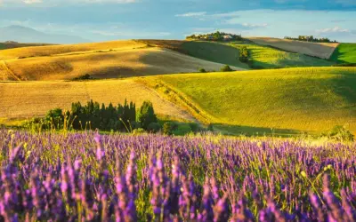 Campi lavanda in fiore sotto un cielo azzurro con nuvole leggere. Dolci colline ondulate con campi dorati e verdi creano uno scenario mozzafiato.