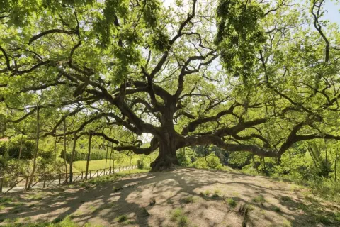 La maestosa quercia delle streghe, con i suoi rami contorti e frondosi, domina un colle erboso. Sembra un antico guardiano, custode di segreti millenari.