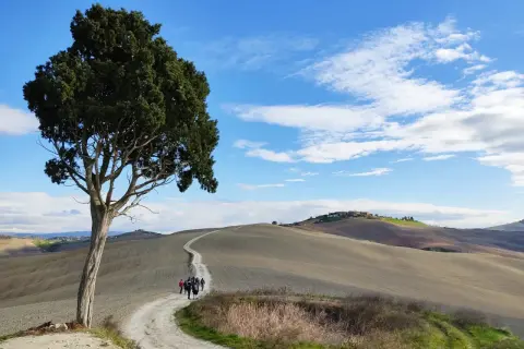 Un cipresso solitario domina un sentiero sterrato che serpeggia tra dolci colline toscane. Un gruppo di escursionisti percorre la via Lauretana, immerso in un paesaggio iconico.