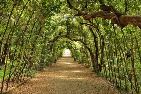 Viale alberato nel giardino di Boboli, con alberi che formano un arco naturale sopra il sentiero coperto di foglie.