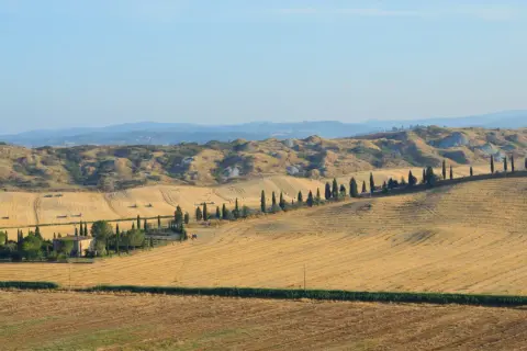 Campi dorati in Toscana, con filari di cipressi che sembrano biancane di leonina, e dolci colline sullo sfondo.