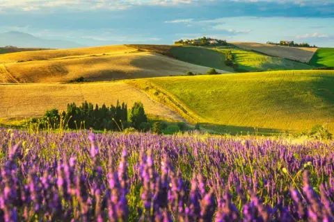 Campi lavanda in fiore sotto un cielo azzurro con nuvole leggere. Dolci colline ondulate con campi dorati e verdi creano uno scenario mozzafiato.