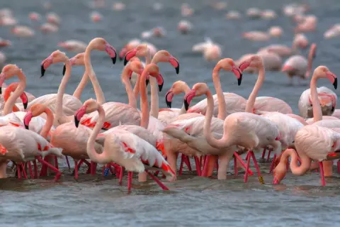 Un gruppo di fenicotteri rosa si muove nell'acqua, creando un'immagine suggestiva dell'oasi di Boscoforte.