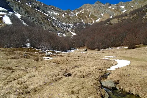 Primi fiorellini viola spuntano tra l'erba secca vicino alle sorgenti del Secchia, con montagne innevate sullo sfondo.