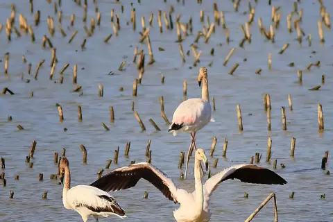 Flaminghi nel padule di Fucecchio, con le ali spiegate e in attesa.