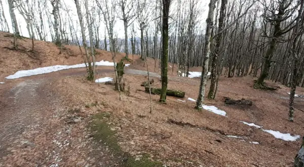 Sentieri nel bosco di faggi spogli, con chiazze di neve e un sasso fratino ricoperto di muschio.