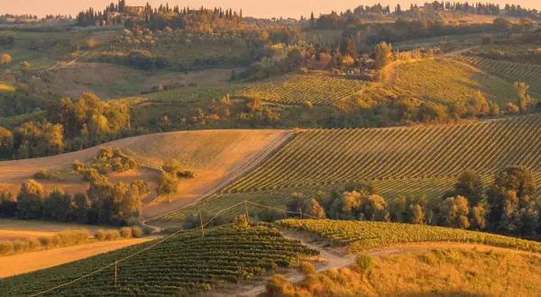 Colline toscane al tramonto, con filari di vigneti e i caratteristici cipressi di Bolgheri che svettano all'orizzonte.