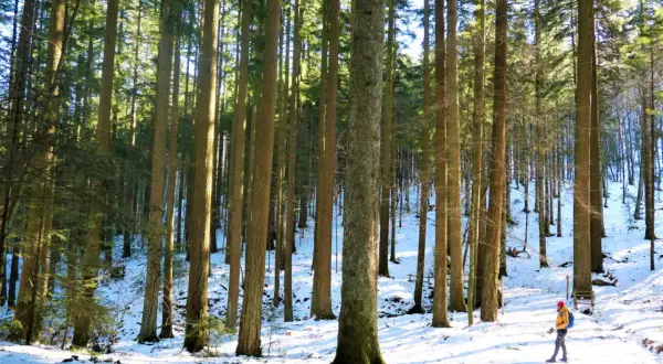 Un escursionista cammina su un sentiero innevato nell'anello dei giganti Vallombrosa, circondato da alti alberi.