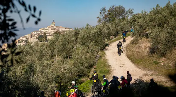 Ciclisti in mountain bike tra gli ulivi, con un borgo medievale sullo sfondo. Un'allegra festa dell'olio in movimento.