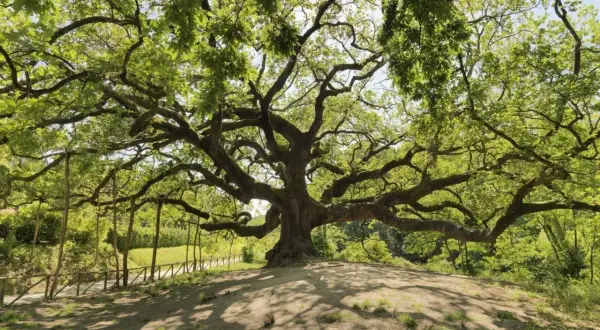La maestosa quercia delle streghe, con i suoi rami contorti e frondosi, domina un colle erboso. Sembra un antico guardiano, custode di segreti millenari.