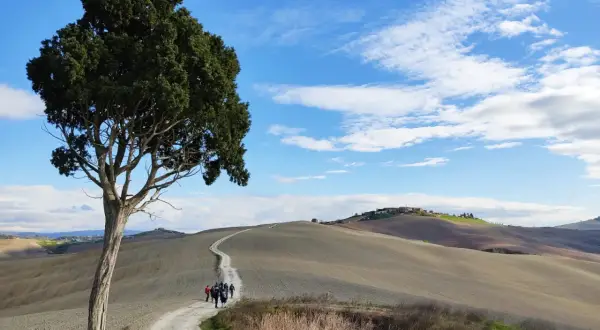 Un cipresso solitario domina un sentiero sterrato che serpeggia tra dolci colline toscane. Un gruppo di escursionisti percorre la via Lauretana, immerso in un paesaggio iconico.