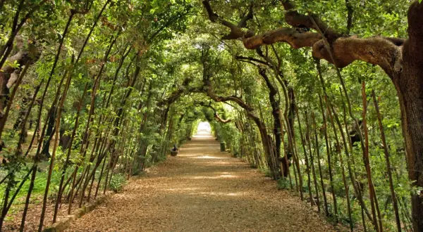 Viale alberato nel giardino di Boboli, con alberi che formano un arco naturale sopra il sentiero coperto di foglie.