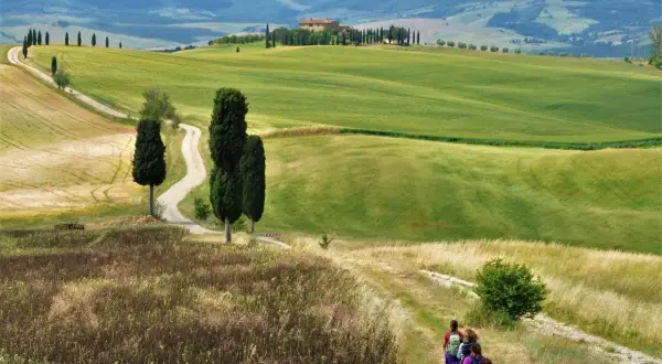 Sentiero tra colline verdi e campi dorati, con cipressi iconici che conducono a un casale. Un gruppo di escursionisti esplora i borghi vicino Montalcino.