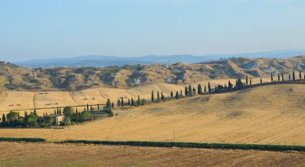 Campi dorati in Toscana, con filari di cipressi che sembrano biancane di leonina, e dolci colline sullo sfondo.