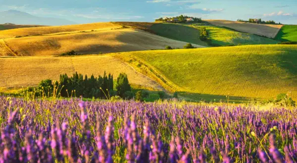 Campi lavanda in fiore sotto un cielo azzurro con nuvole leggere. Dolci colline ondulate con campi dorati e verdi creano uno scenario mozzafiato.