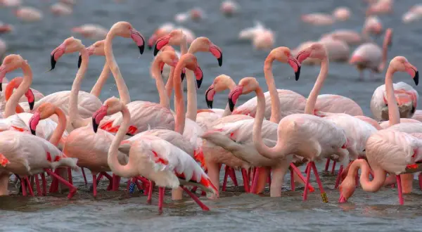 Un gruppo di fenicotteri rosa si muove nell'acqua, creando un'immagine suggestiva dell'oasi di Boscoforte.