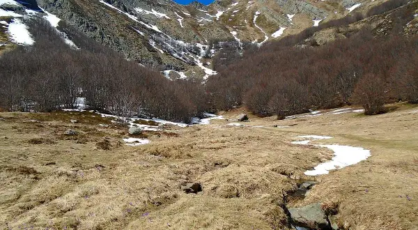 Primi fiorellini viola spuntano tra l'erba secca vicino alle sorgenti del Secchia, con montagne innevate sullo sfondo.