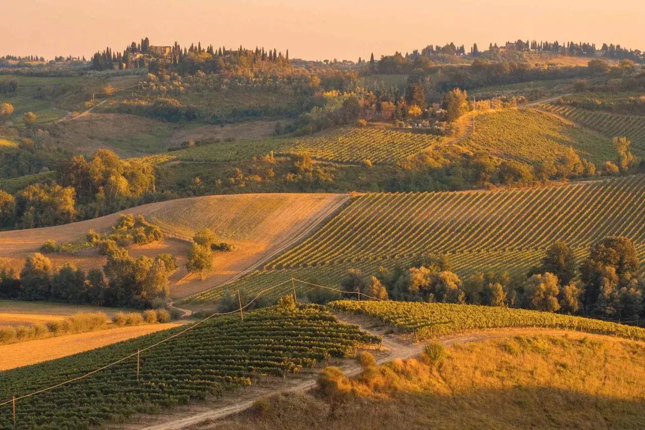 Colline toscane al tramonto, con filari di vigneti e i caratteristici cipressi di Bolgheri che svettano all'orizzonte.