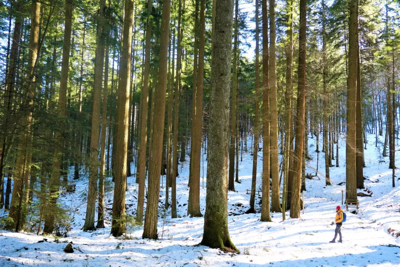Un escursionista cammina su un sentiero innevato nell'anello dei giganti Vallombrosa, circondato da alti alberi.