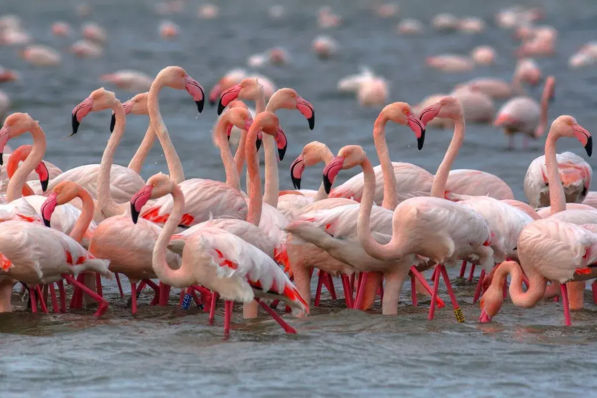 Un gruppo di fenicotteri rosa si muove nell'acqua, creando un'immagine suggestiva dell'oasi di Boscoforte.