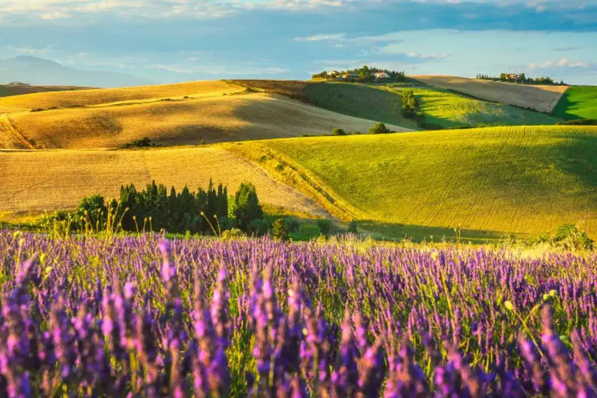 Campi lavanda in fiore sotto un cielo azzurro con nuvole leggere. Dolci colline ondulate con campi dorati e verdi creano uno scenario mozzafiato.