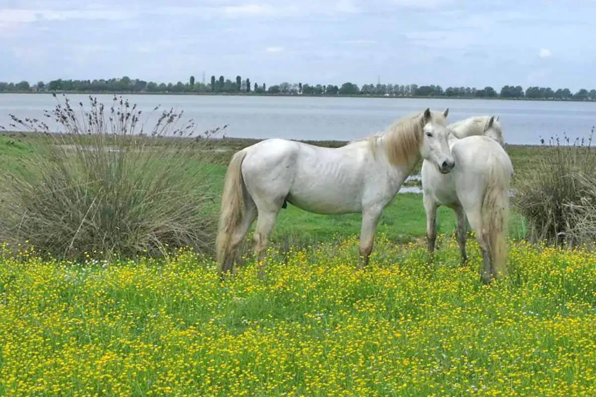 Due cavalli bianchi pascolano in un prato fiorito, con un lago sullo sfondo. Un'oasi di boscoforte.