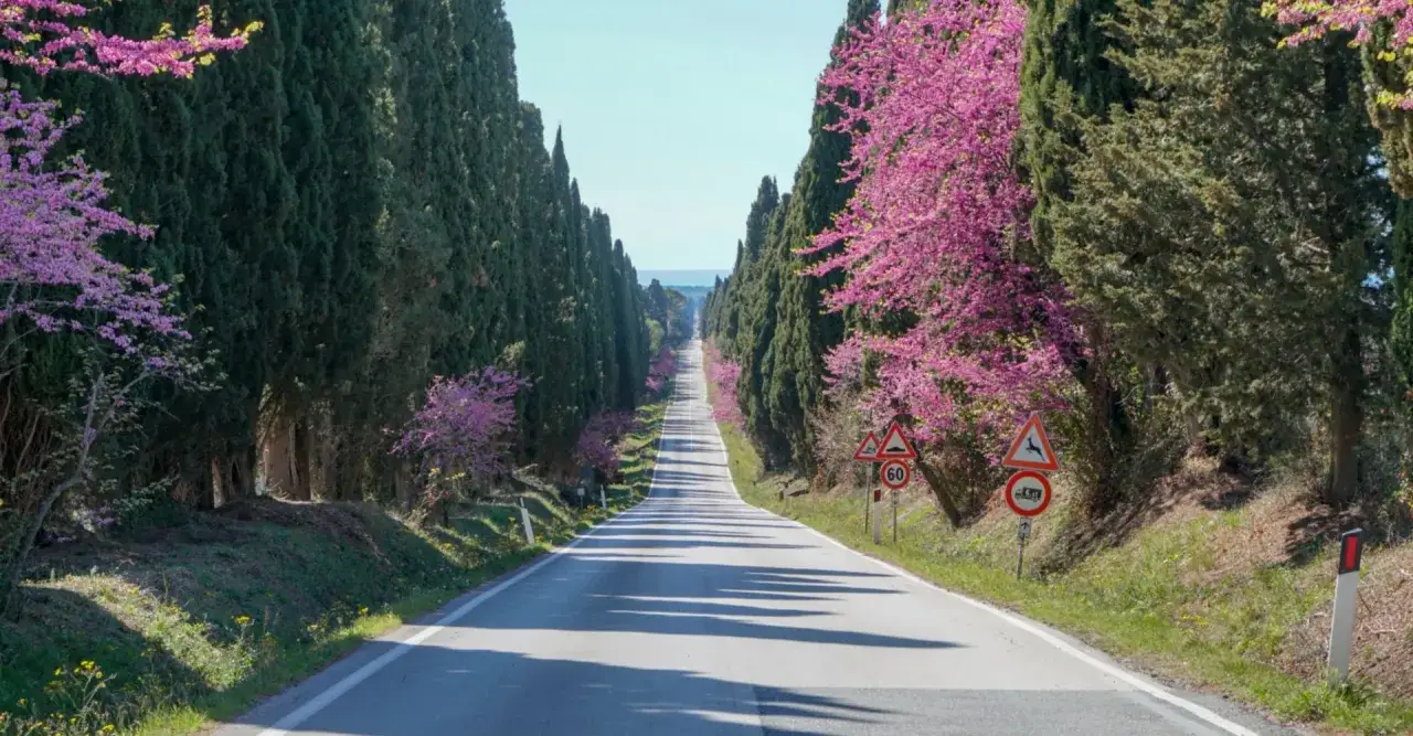 Viale di cipressi a Bolgheri, con alberi di Giuda in fiore che creano un contrasto cromatico.