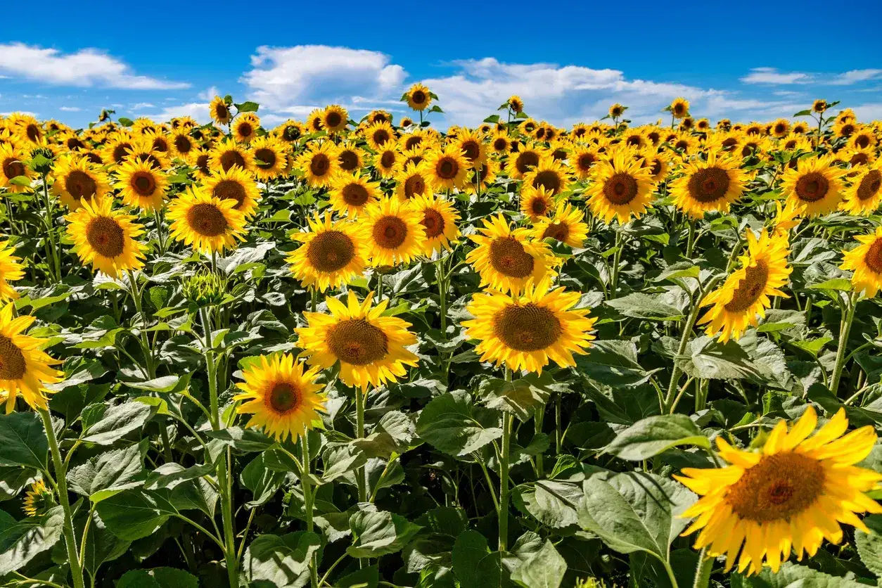 Vasto campo di girasoli sotto un cielo azzurro con nuvole bianche. I fiori gialli brillano al sole, creando un paesaggio estivo mozzafiato.