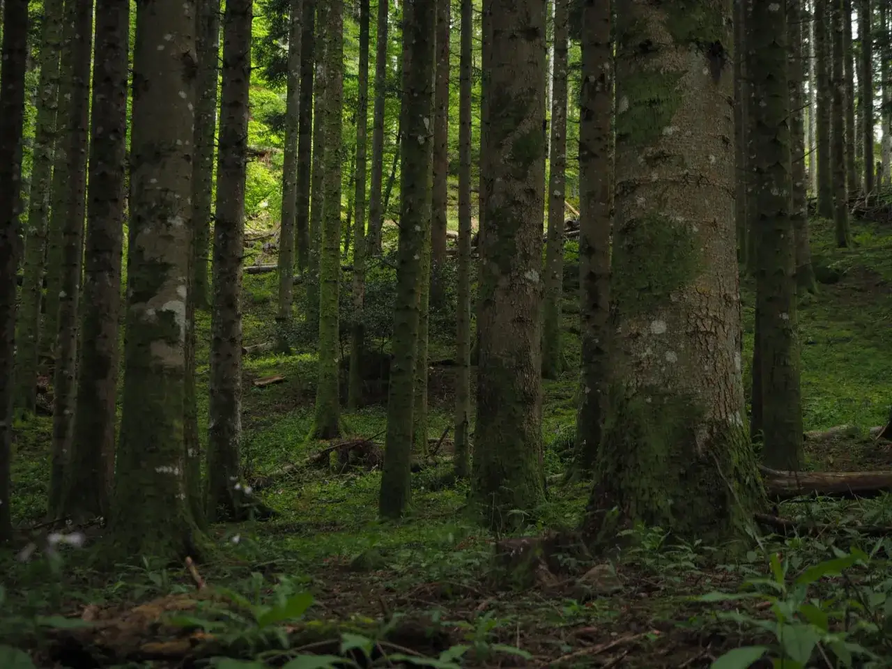 Un fitto bosco di abeti, con tronchi ricoperti di muschio verde, evoca l'atmosfera magica dell'anello dei giganti a Vallombrosa.