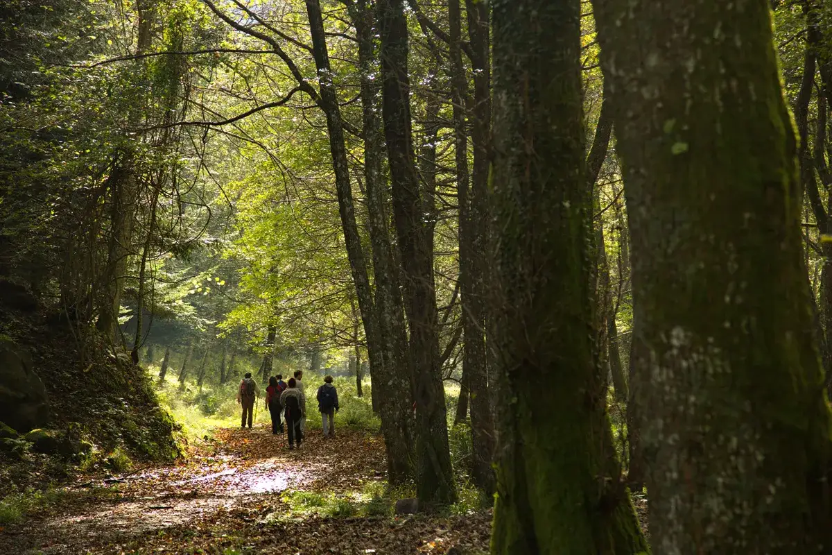 Un gruppo di escursionisti percorre un sentiero tra gli alberi delle Foreste Casentinesi, immersi nella luce dorata del bosco.