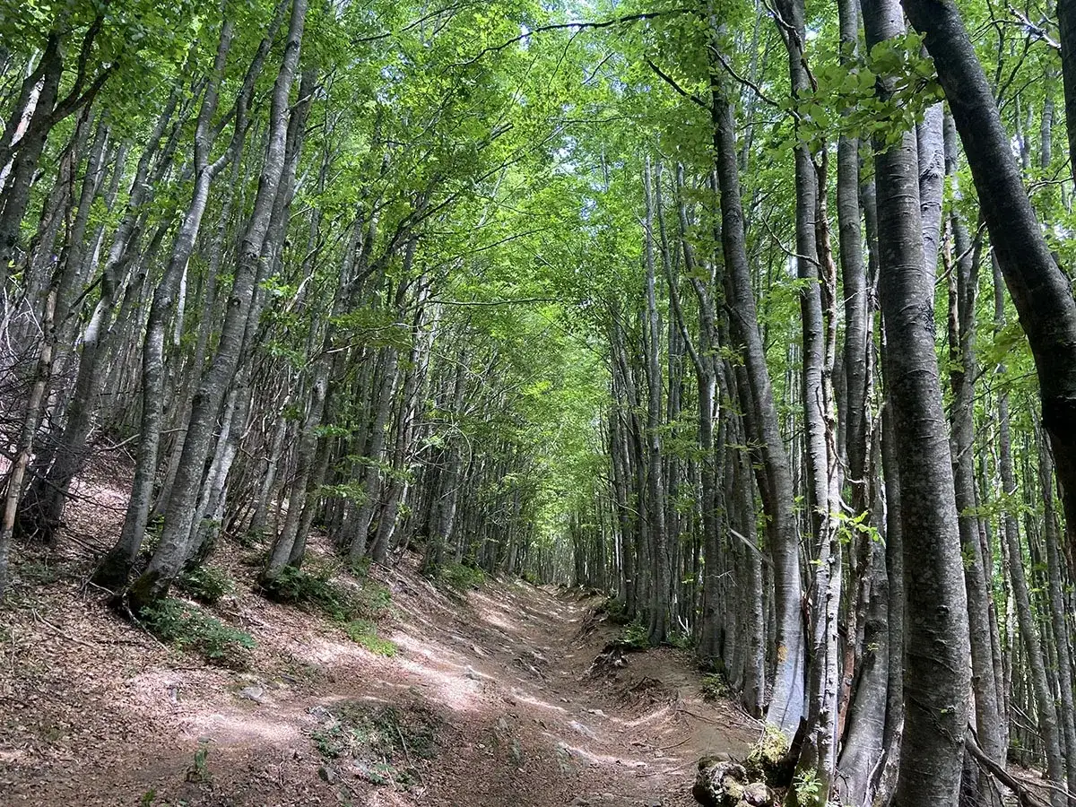 Sentiero nel bosco di faggi sul monte Falterona, con alberi alti e un tappeto di foglie secche.