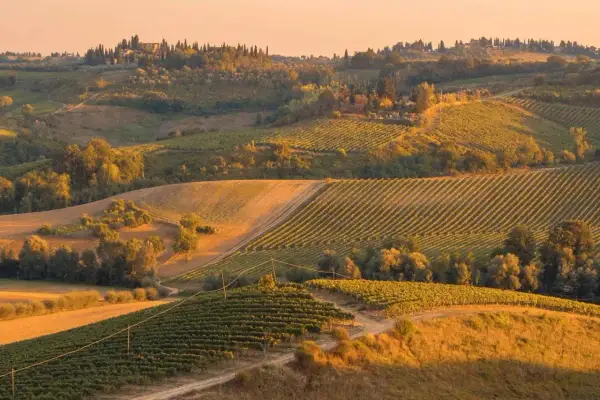 Colline toscane al tramonto, con filari di vigneti e i caratteristici cipressi di Bolgheri che svettano all'orizzonte.