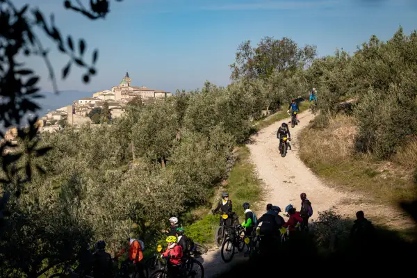 Ciclisti in mountain bike tra gli ulivi, con un borgo medievale sullo sfondo. Un'allegra festa dell'olio in movimento.