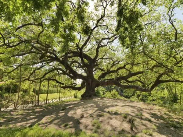 La maestosa quercia delle streghe, con i suoi rami contorti e frondosi, domina un colle erboso. Sembra un antico guardiano, custode di segreti millenari.