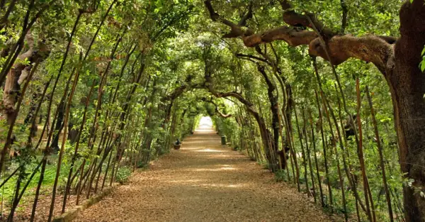 Viale alberato nel giardino di Boboli, con alberi che formano un arco naturale sopra il sentiero coperto di foglie.