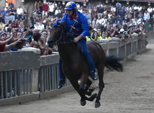 Cavallo e fantino in gara, un momento emozionante di come si celebra il Palio di Siena tra la folla festante.