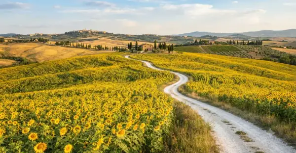 Un serpeggiante sentiero bianco attraversa un vasto campo di girasoli in fiore, con dolci colline toscane e un borgo sullo sfondo.